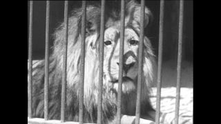 Link zum Video | Paul Lieberenz