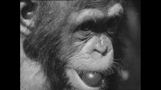 Link zum Video | Paul Lieberenz