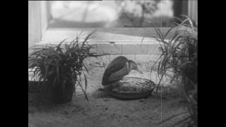 Link zum Video | Paul Lieberenz