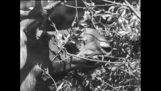 Link to Video | Paul Karl Lieberenz