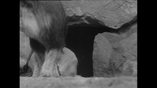 Link to Video | Paul Karl Lieberenz