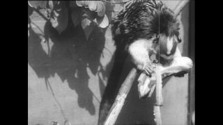 Link to Video | Paul Karl Lieberenz