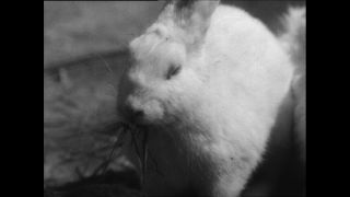 Link zum Video | Paul Lieberenz