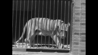 Link to Video | Paul Karl Lieberenz