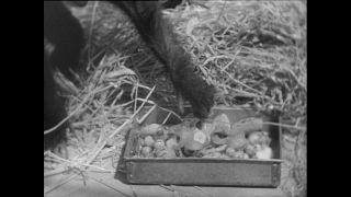 Link zum Video | Paul Lieberenz