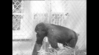 Link zum Video | Paul Lieberenz