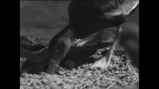 Link to Video | Paul Karl Lieberenz