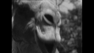 Link to Video | Paul Karl Lieberenz