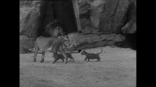 Link to Video | Paul Karl Lieberenz