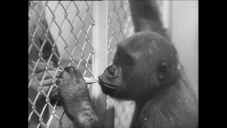 Link zum Video | Paul Lieberenz