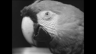 Link zum Video | Paul Lieberenz