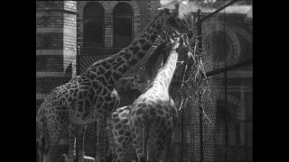 Link zum Video | Paul Lieberenz