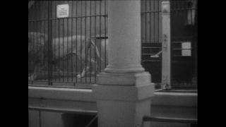 Link to Video | Paul Karl Lieberenz