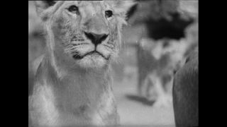 Link zum Video | Paul Lieberenz