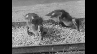 Link zum Video | Paul Lieberenz