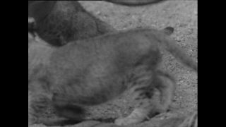 Link to Video | Paul Karl Lieberenz