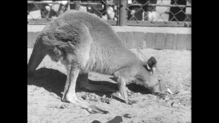 Link to Video | Paul Karl Lieberenz