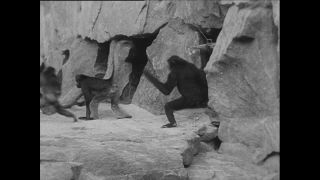 Link zum Video | Paul Lieberenz