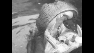 Link to Video | Paul Karl Lieberenz