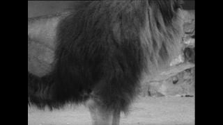 Link to Video | Paul Karl Lieberenz