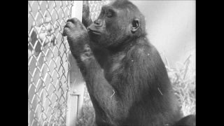 Link zum Video | Paul Lieberenz