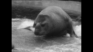 Link zum Video | Paul Lieberenz