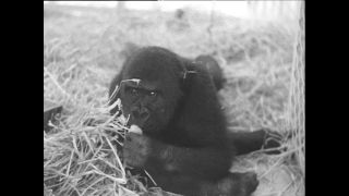 Link to Video | Paul Karl Lieberenz