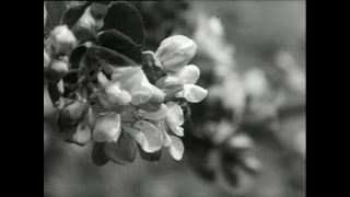 Link to Video | Paul Karl Lieberenz, square, Kleingärtner, fuddy-duddy