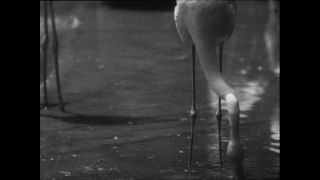 Link to Video | Paul Karl Lieberenz