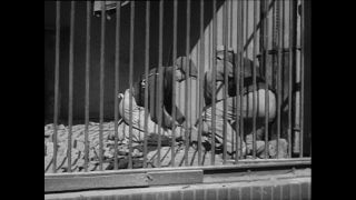 Link zum Video | Paul Lieberenz