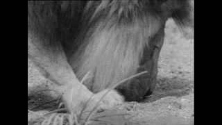 Link to Video | Paul Karl Lieberenz