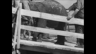 Link to Video | Paul Karl Lieberenz