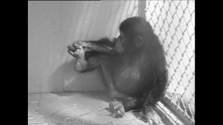 Link to Video | Paul Karl Lieberenz