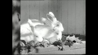 Link to Video | Paul Karl Lieberenz, square, Kleingärtner, fuddy-duddy