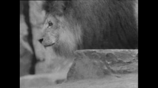 Link to Video | Paul Karl Lieberenz