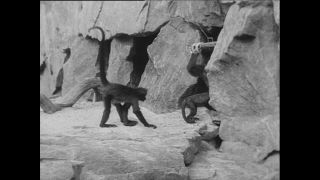 Link to Video | Paul Karl Lieberenz