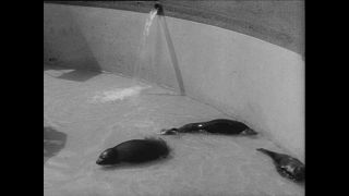 Link to Video | Paul Karl Lieberenz