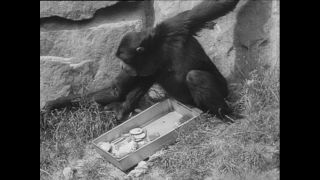 Link to Video | Paul Karl Lieberenz