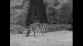 Link to Video | Paul Karl Lieberenz