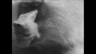 Link to Video | Paul Karl Lieberenz