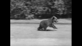 Link to Video | Paul Karl Lieberenz