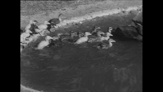 Link to Video | Paul Karl Lieberenz