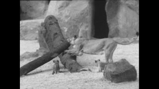 Link to Video | Paul Karl Lieberenz