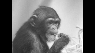 Link zum Video | Paul Lieberenz