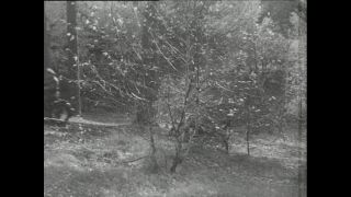 Link to Video | Paul Karl Lieberenz, police officer