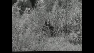 Link to Video | Paul Karl Lieberenz, police officer