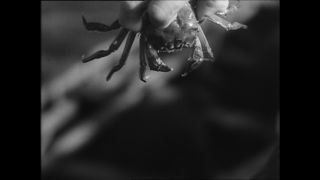 Link to Video | Paul Karl Lieberenz