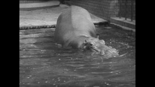 Link zum Video | Paul Lieberenz