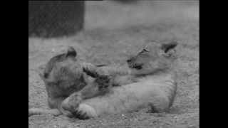 Link to Video | Paul Karl Lieberenz