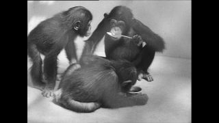 Link to Video | Paul Karl Lieberenz